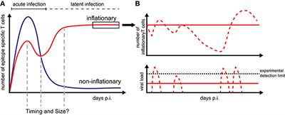 Investigating the Dynamics of MCMV-Specific CD8+ T Cell Responses in Individual Hosts